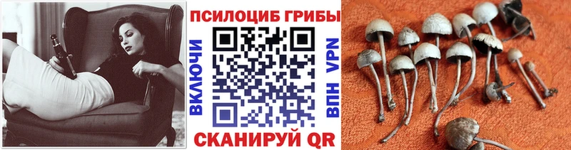 kraken вход  даркнет официальный сайт  Псилоцибиновые грибы MAGIC MUSHROOMS  Кизилюрт 